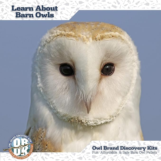 OBDK Barn Owl Pellets for Dissection - 20 Pack Medium Sized (1.5"-2.0") with Tools, Guide and Charts from Owl Brand Discovery Kits