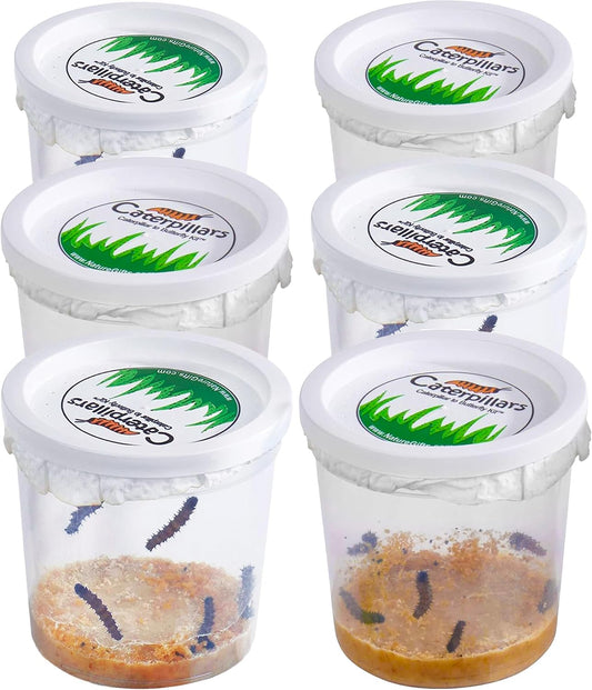 30 Live Caterpillars for Butterfly Habitat Kit - Refill for Painted Lady Butterfly Kit with Caterpillar Food, Instructions - Educational Science Kit, 6 Cups of 5 Caterpillars