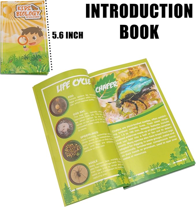 Insect Specimen Set, Bugs Collection Scientific Education Gift for Kids Aged 3-8-12 (Cicada, Wasp, Spider, Scorpion, Locust, Chafer)