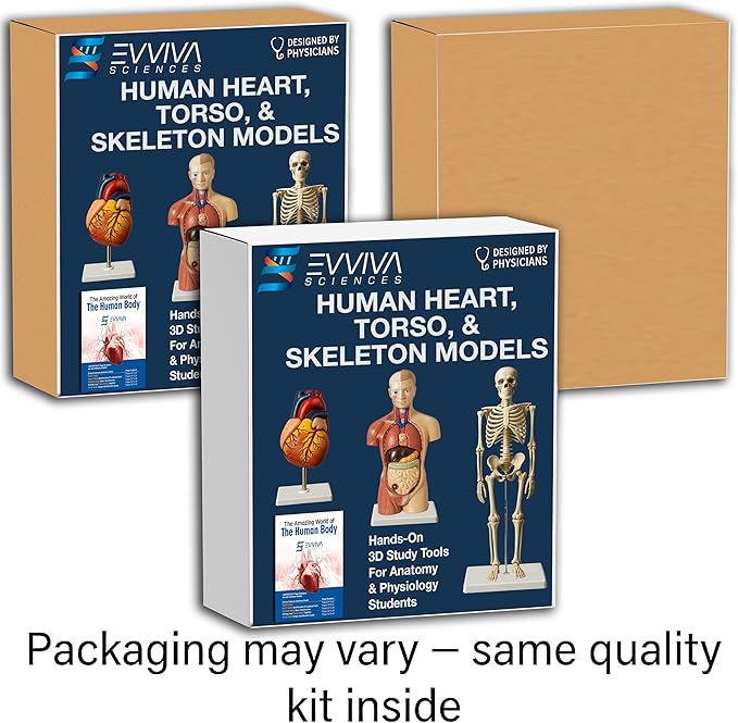 Evviva Sciences Human Heart, Torso, and Skeleton Models - Hands-On 3D Model Study Tools for Anatomy and Physiology Students with Anatomical Guide Booklet, Learning + Educational Kit