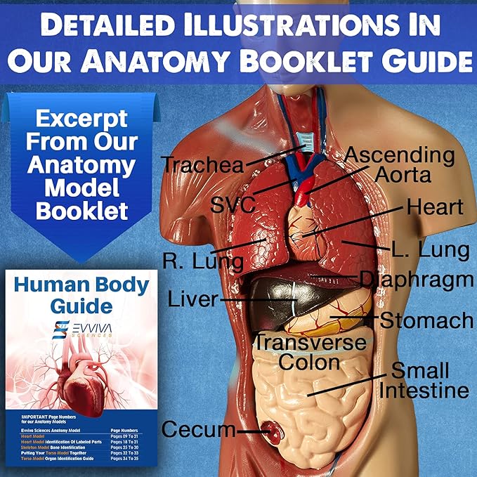 Evviva Sciences Human Heart, Torso, and Skeleton Models - Hands-On 3D Model Study Tools for Anatomy and Physiology Students with Anatomical Guide Booklet, Learning + Educational Kit
