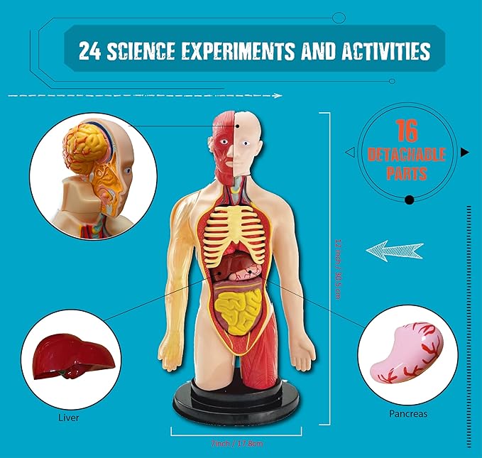 Einstein Human Body Science Kit : unique and original 24 S.T.E.M science experiments & activities all about the human body. Includes 12’ Human Model with 16 detachable organs and a printed guide with directions & facts. plus a daily Video guide.
