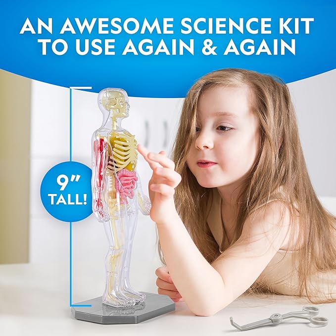 National Geographic Human Body Model for Kids That Glows in The Dark - 32-Piece Interactive Anatomy Model with Bones, Organs, Muscles, Science Kit, Anatomy & Physiology, Halloween Activity for Kids