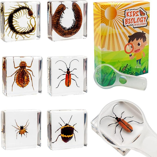 Insect Specimen Set, Bugs Collection Scientific Education Gift for Kids Aged 3-8-12 (Millipede, Centipede, Dragonfly Larvae, Tea Seed Bug, Red Longhorn Beetle, Spiny Spider)