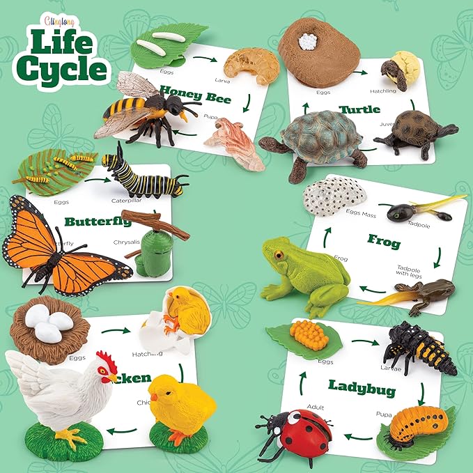 Life Cycle Animal Kit - Montessori Science Toy with 24-Piece Matching Game, Includes Butterfly, Frog, Chicken, Bee, Ladybug & Turtle STEM Educational Gift for Kids Ages 3 4 5 6 7 8
