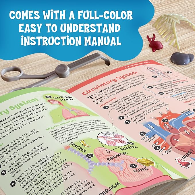 Thames & Kosmos Ooze Labs: Visible Human Body with Squishable Organs