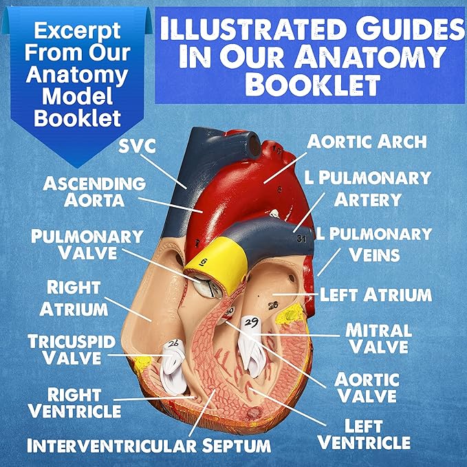 Evviva Sciences Human Heart, Torso, and Skeleton Models - Hands-On 3D Model Study Tools for Anatomy and Physiology Students with Anatomical Guide Booklet, Learning + Educational Kit