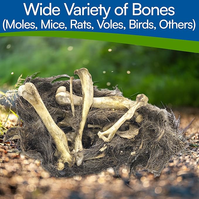 Amazing Owl Pellet Dissection Kit – 10 -Piece Owl Pellet Set for Science Lab Projects – w/Tweezers and Wooden Probes – Ideal for Fun Class Projects - Intended for Ages 15 & Older