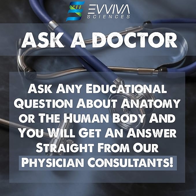 Evviva Sciences Human Heart, Torso, and Skeleton Models - Hands-On 3D Model Study Tools for Anatomy and Physiology Students with Anatomical Guide Booklet, Learning + Educational Kit