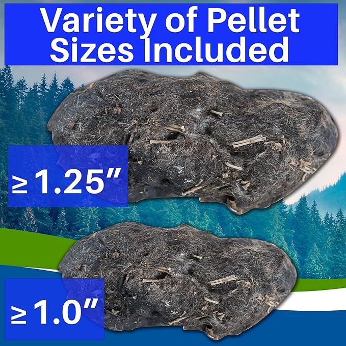 Amazing Owl Pellet Dissection Kit – 10 -Piece Owl Pellet Set for Science Lab Projects – w/Tweezers and Wooden Probes – Ideal for Fun Class Projects - Intended for Ages 15 & Older