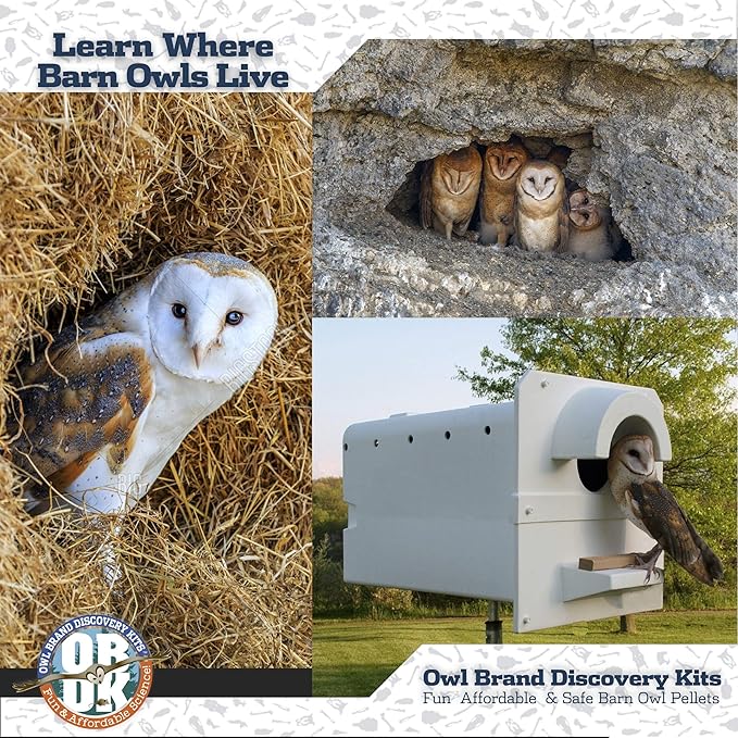 OBDK Barn Owl Pellets for Dissection - 20 Pack Medium Sized (1.5"-2.0") with Tools, Guide and Charts from Owl Brand Discovery Kits